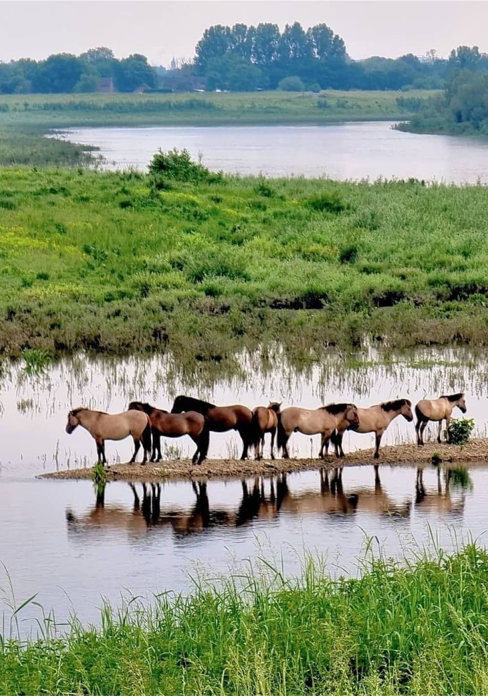 Maashuis wilde paarden in de omgeving